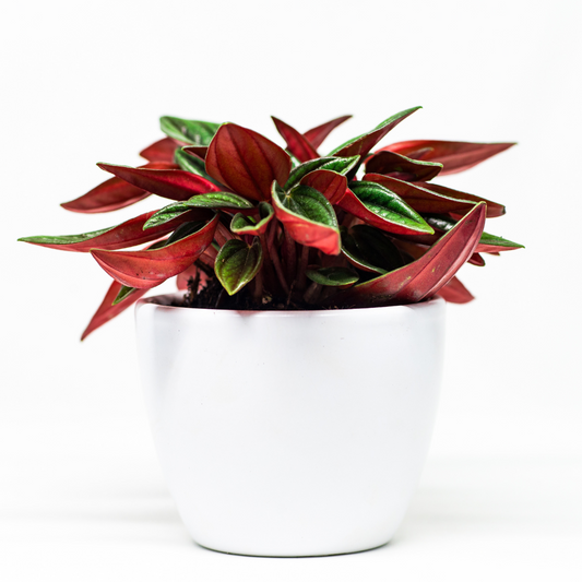 Peperomia Rosso