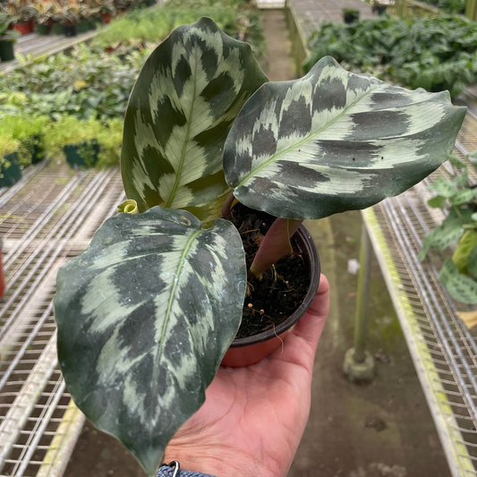 Calathea 'Kennedy'