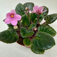 African Violet Pink indoor plant