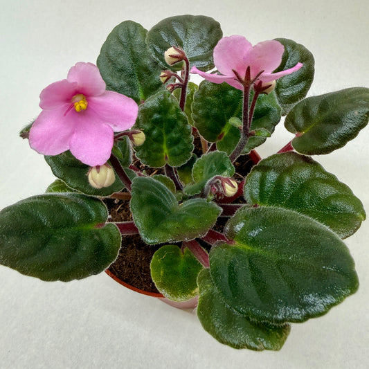 Potted African violet with pink flowers on a light background