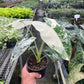 Alocasia Micholitziana 'Frydek' Variegated - 4" Pot