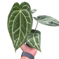Anthurium Crystallinum
