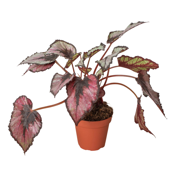 Velvet Forest indoor plant
