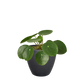 Pilea Peperomioides Chinese Money indoor plant