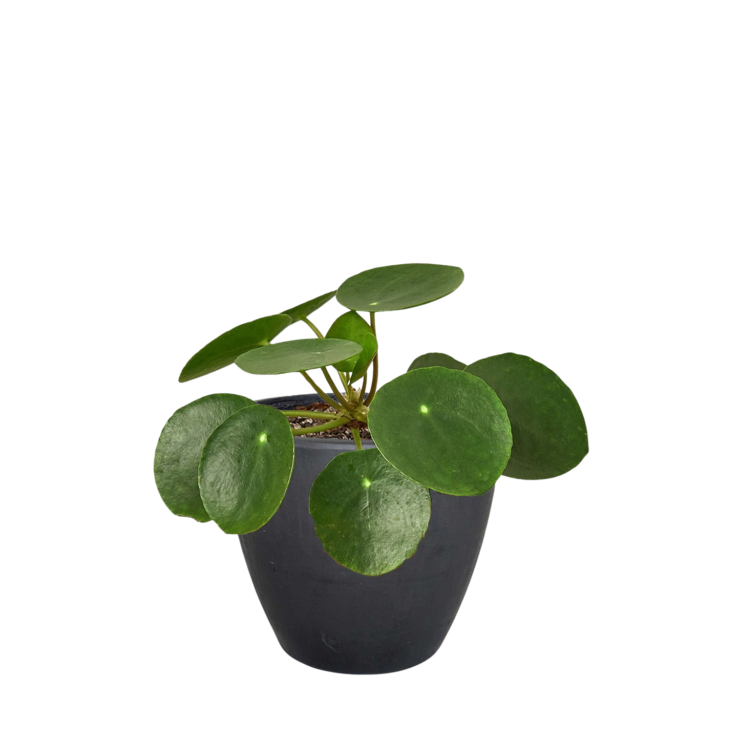 Pilea Peperomioides Chinese Money indoor plant