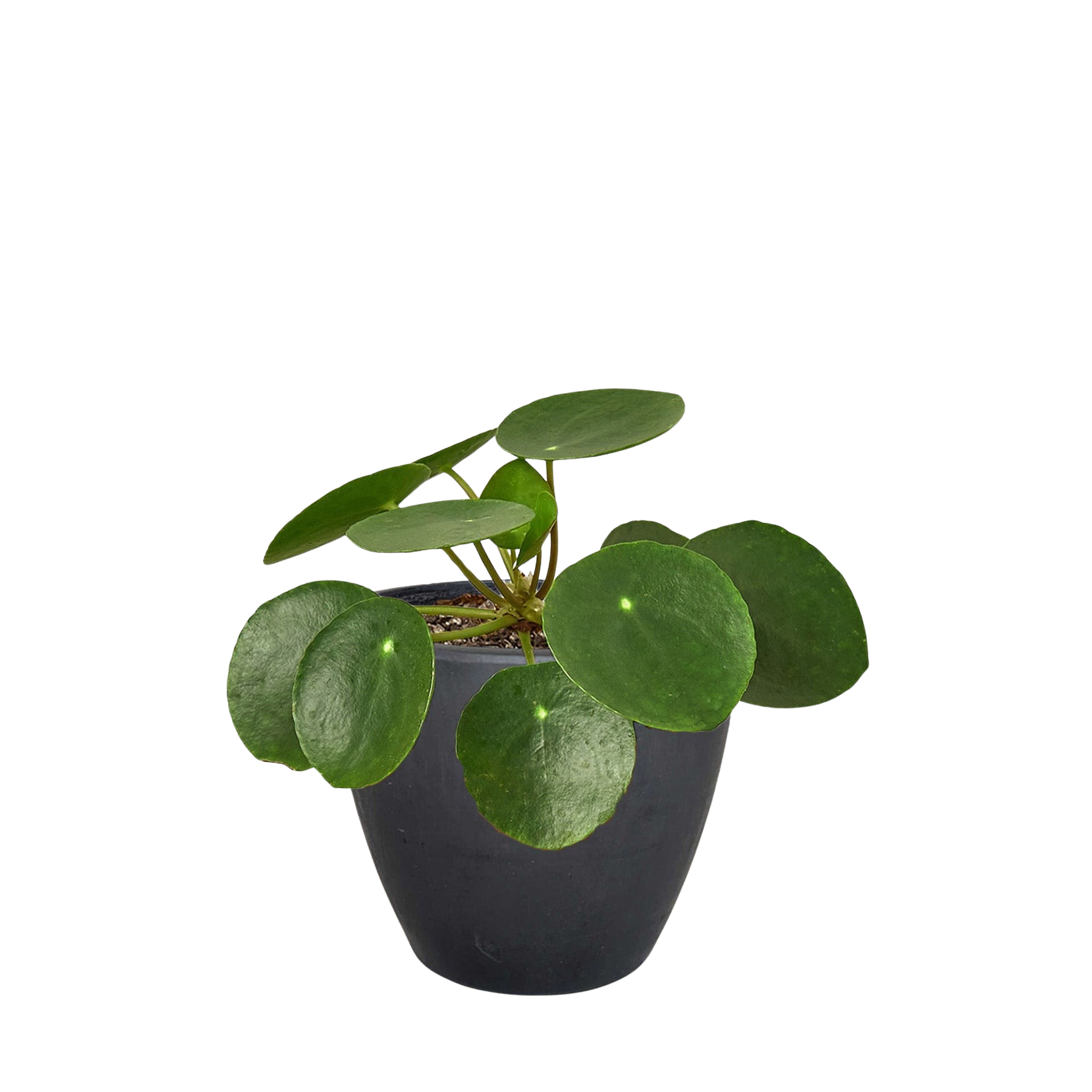 Pilea Peperomioides Chinese Money indoor plant