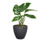 Monstera Adansonii 'Swiss Cheese'