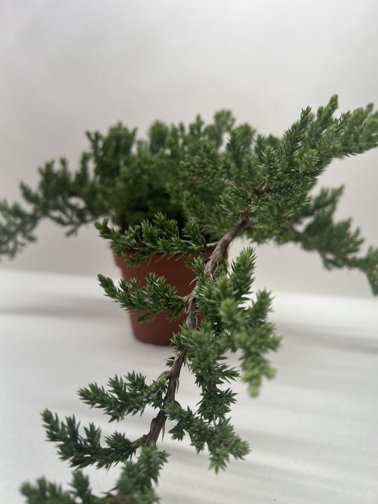 juniper indoor plant Bonsai Juniper