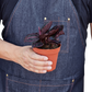 Calathea 'Dottie'