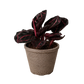 Calathea 'Dottie'