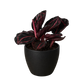 Calathea 'Dottie'