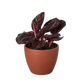 Calathea 'Dottie'