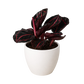 Calathea 'Dottie'