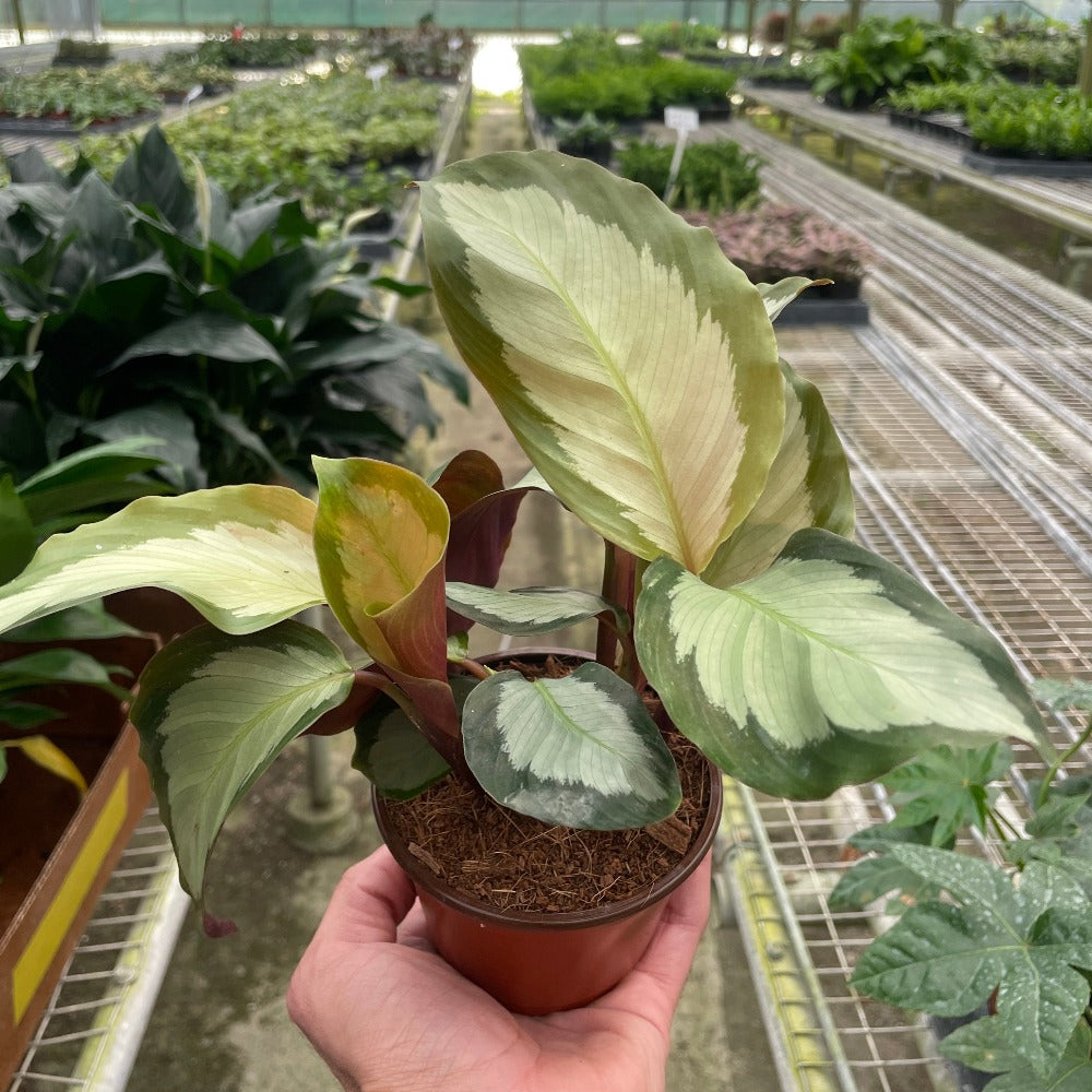 Calathea 'Picturata' houseplant, prayer plant fro sale