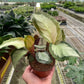 Calathea 'Picturata'