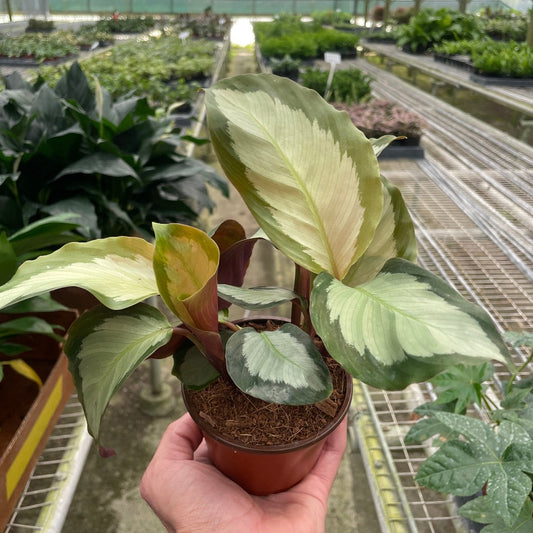 Calathea 'Picturata'
