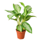 Chinese Evergreen 'Silver Bay'