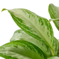 Chinese Evergreen 'Silver Bay'