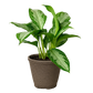 Chinese Evergreen 'Silver Bay'