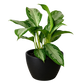 Chinese Evergreen 'Silver Bay'