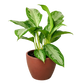 Chinese Evergreen 'Silver Bay'