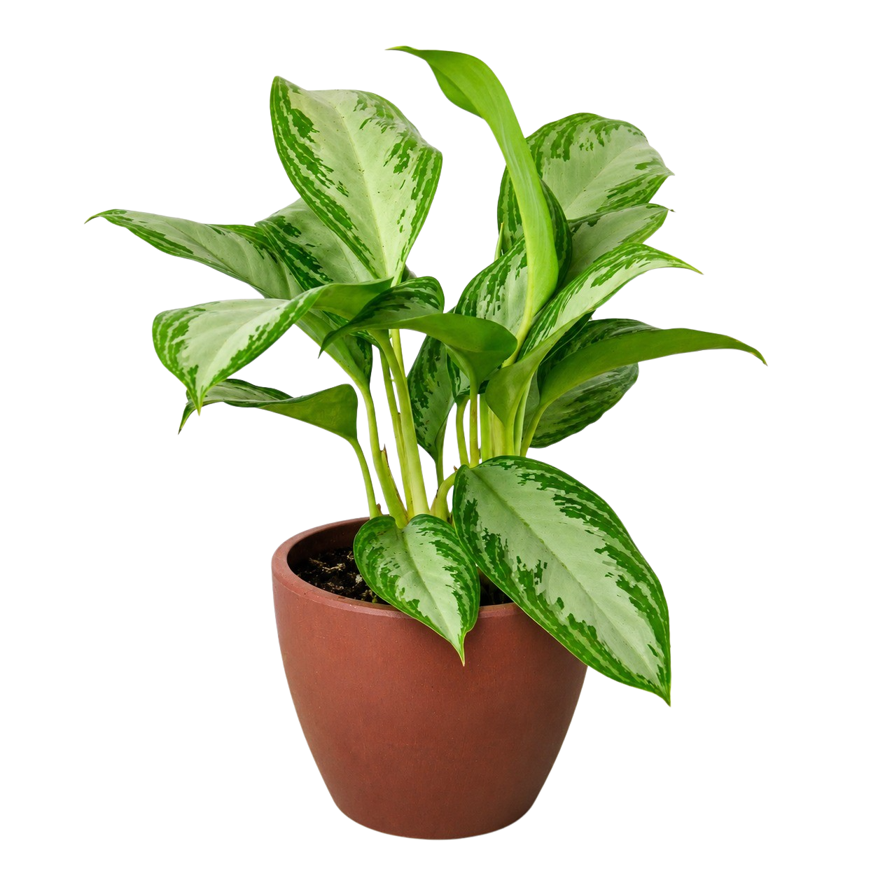 Chinese Evergreen 'Silver Bay'