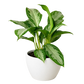 Chinese Evergreen 'Silver Bay'