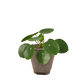 Pilea Peperomioides Chinese Money indoor plant