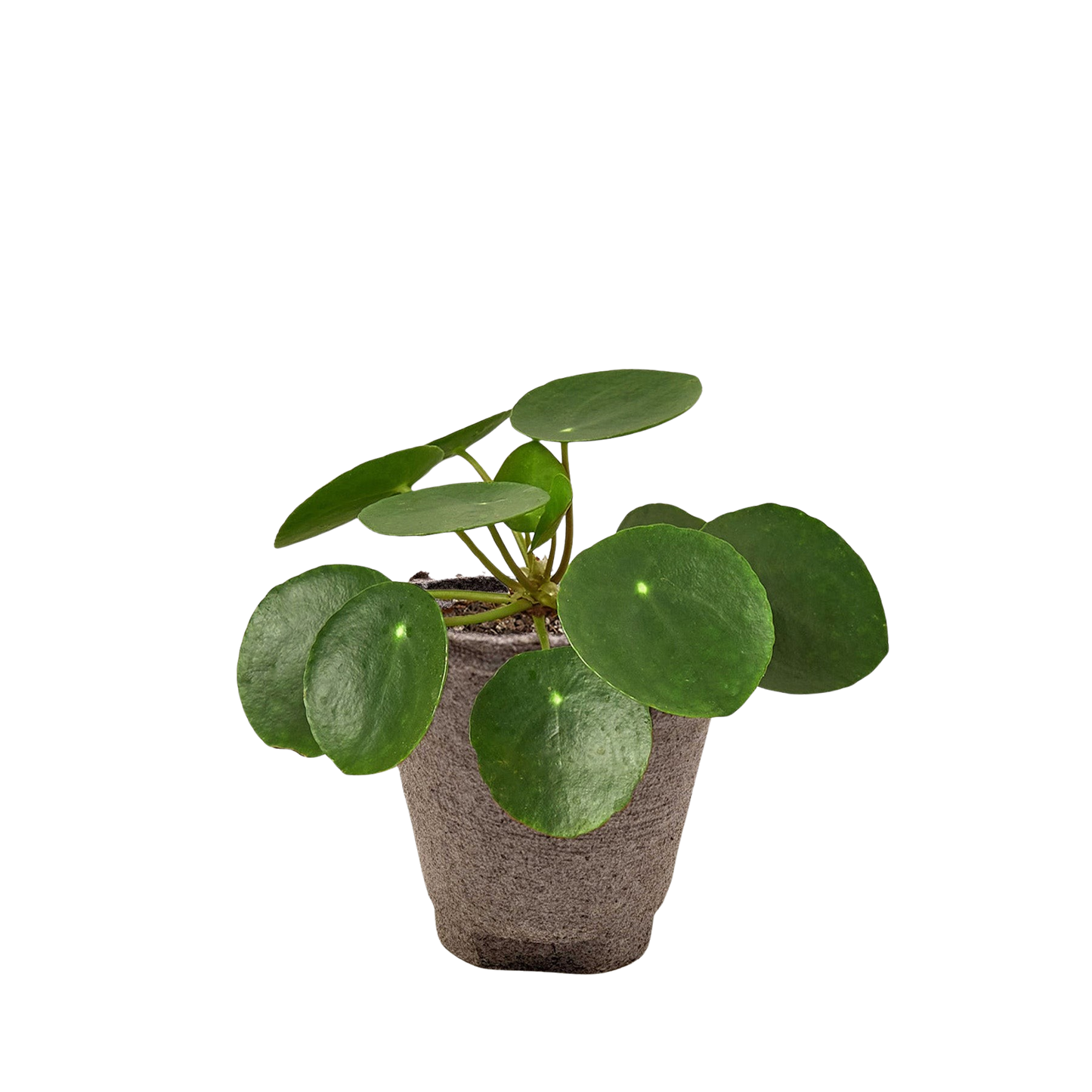 Pilea Peperomioides Chinese Money indoor plant