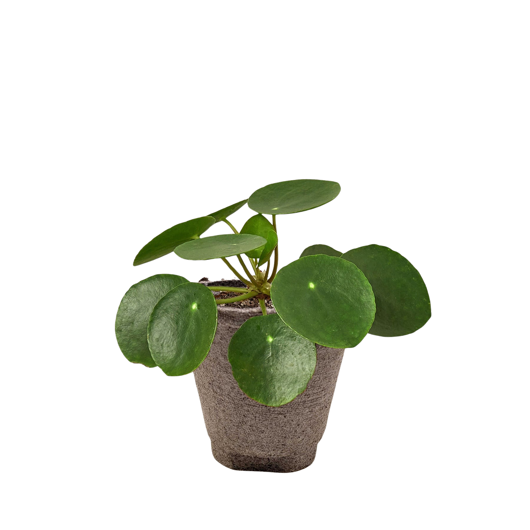 Pilea Peperomioides Chinese Money indoor plant