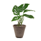 Monstera Adansonii 'Swiss Cheese'