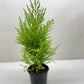 Cypress Lemon