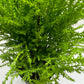 Cypress Lemon