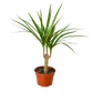 Dracaena 'Marginata Cane'