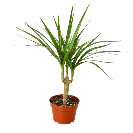 Dracaena 'Marginata Cane'