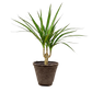 Dracaena 'Marginata Cane'