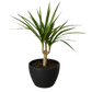 Dracaena 'Marginata Cane'