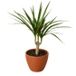 Dracaena 'Marginata Cane'