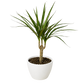 Dracaena 'Marginata Cane'