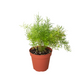 Fern Sprengeri indoor plant