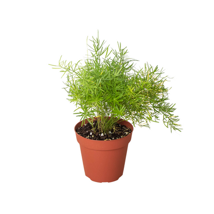 Fern 'Sprengeri', asparagus fern