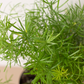 Fern 'Sprengeri', asparagus fern