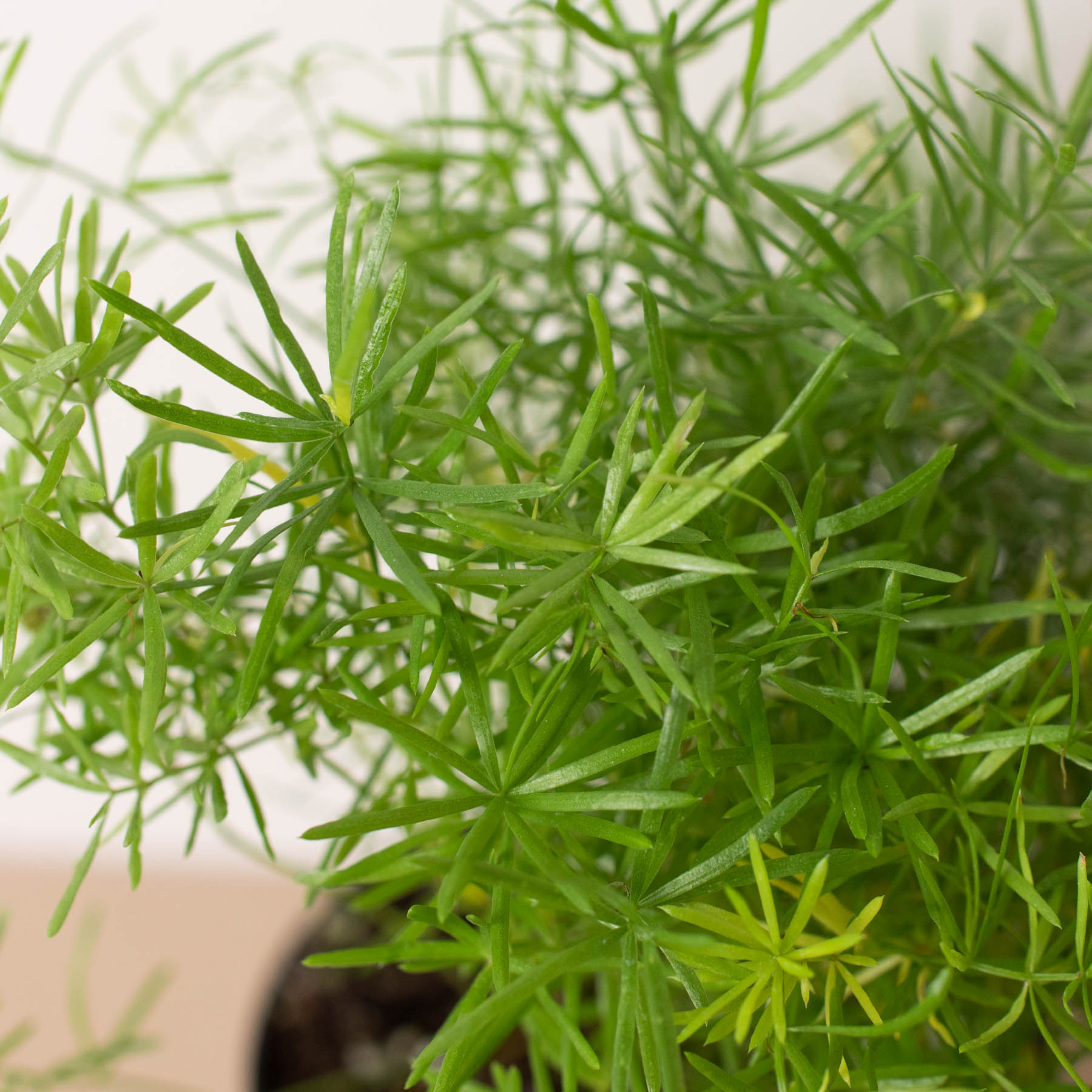 Fern 'Sprengeri', asparagus fern