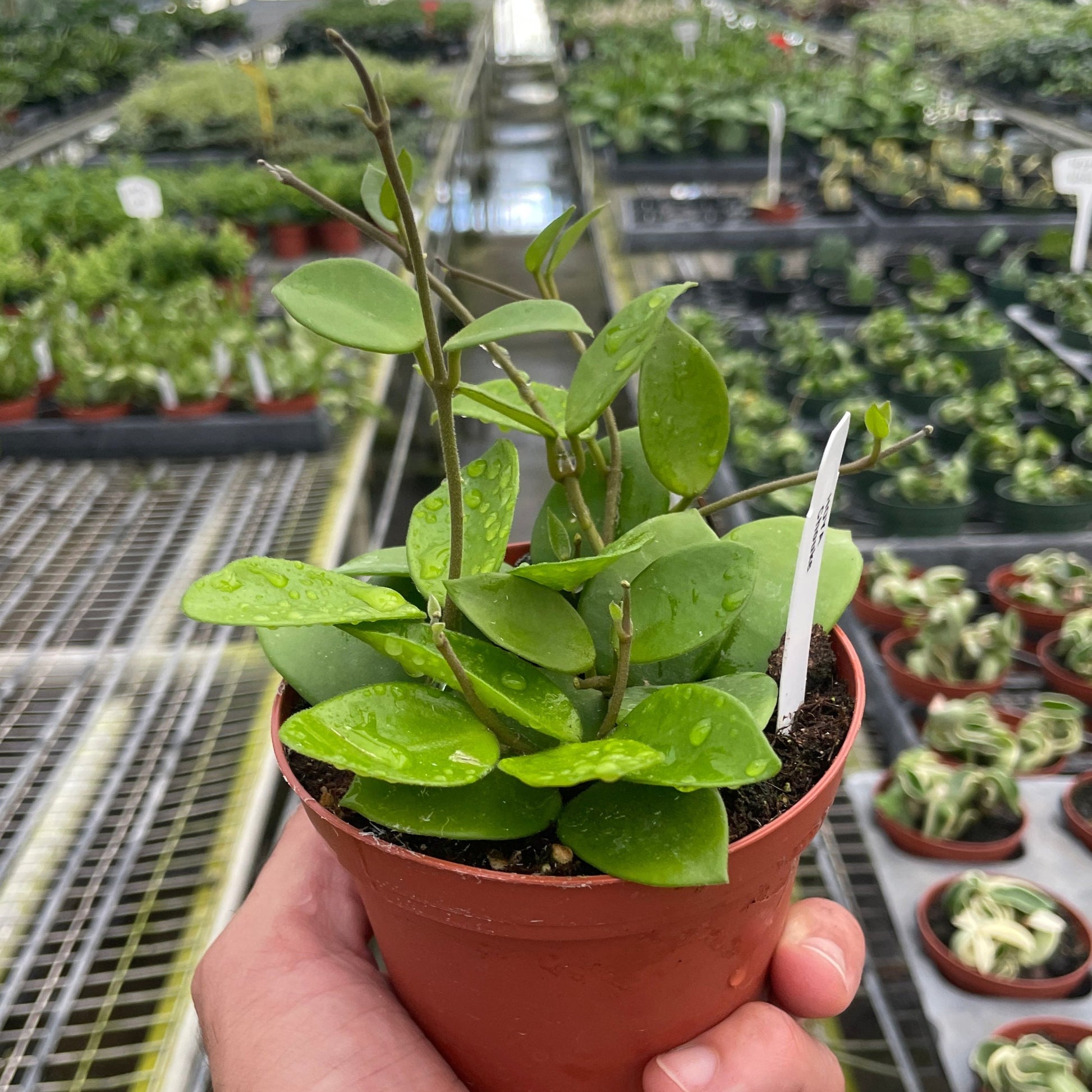 HOYA BILOBATA