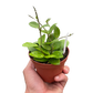 Hoya Bilobata