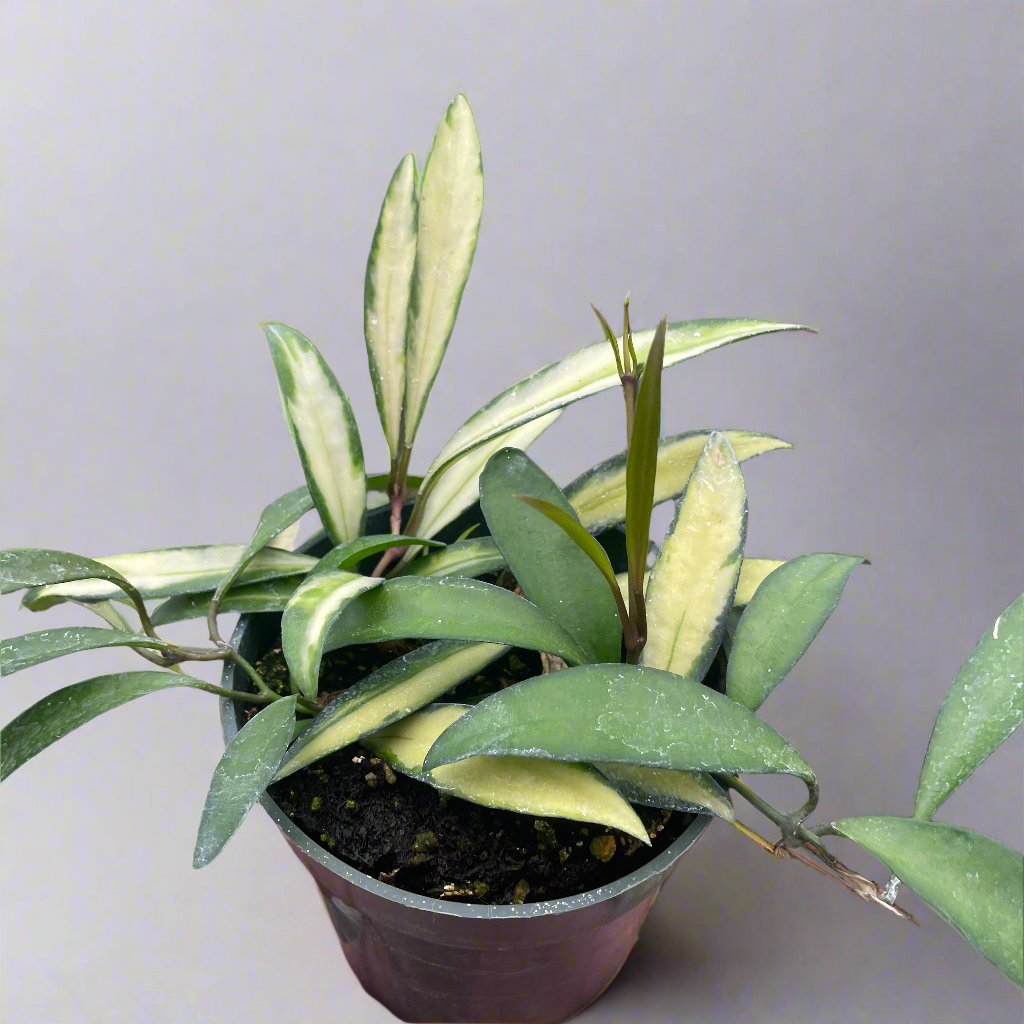 hoya wayetii variegata Buy Rare Hoya Wayetii Variegated