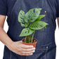 Monstera Adansonii Swiss Cheese indoor plant