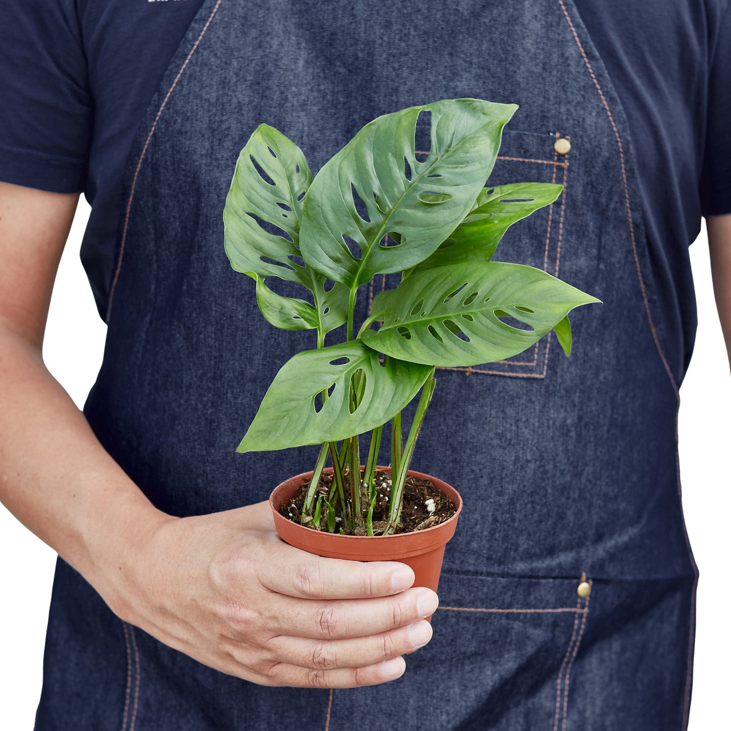 Monstera Adansonii Swiss Cheese indoor plant