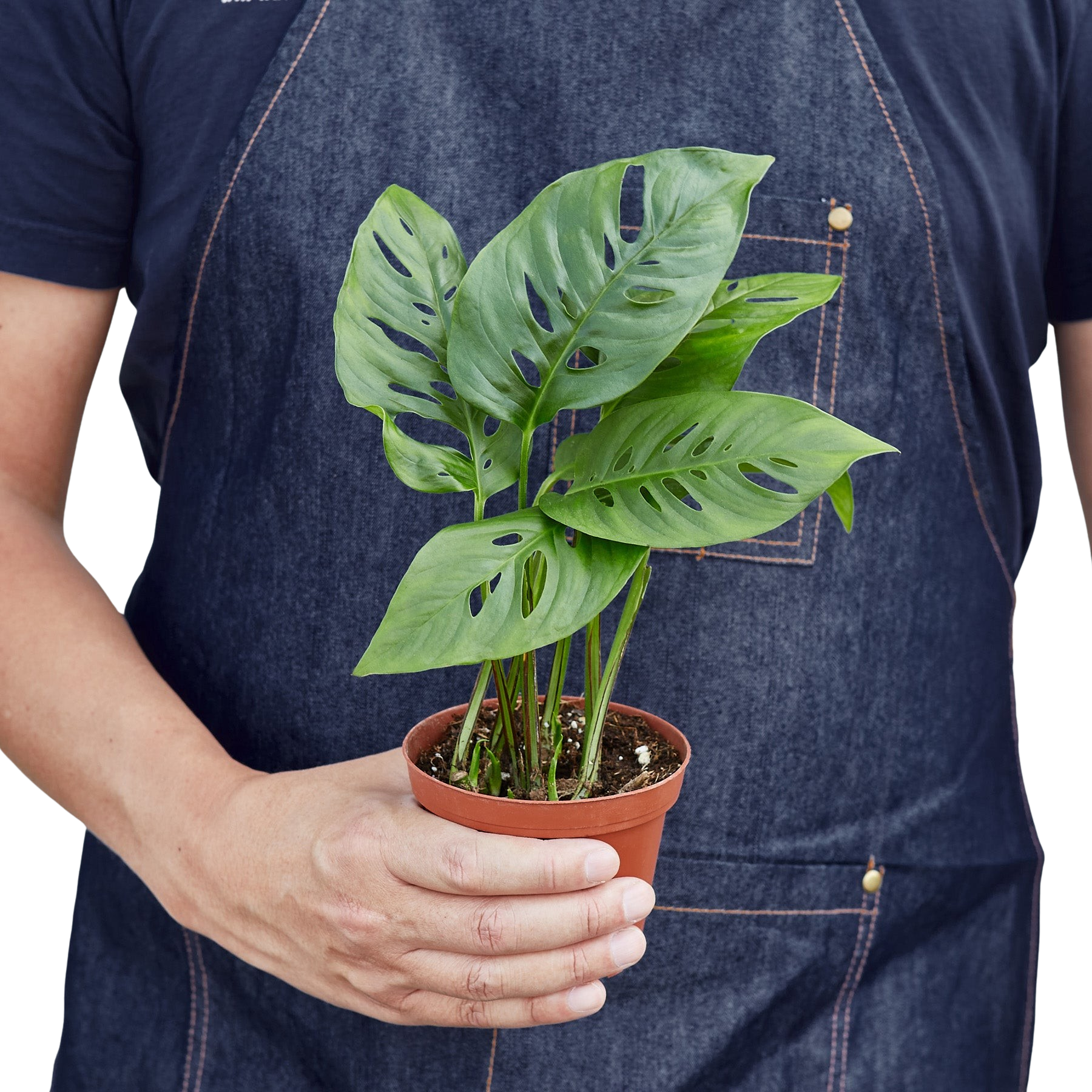 Monstera Adansonii Swiss Cheese indoor plant