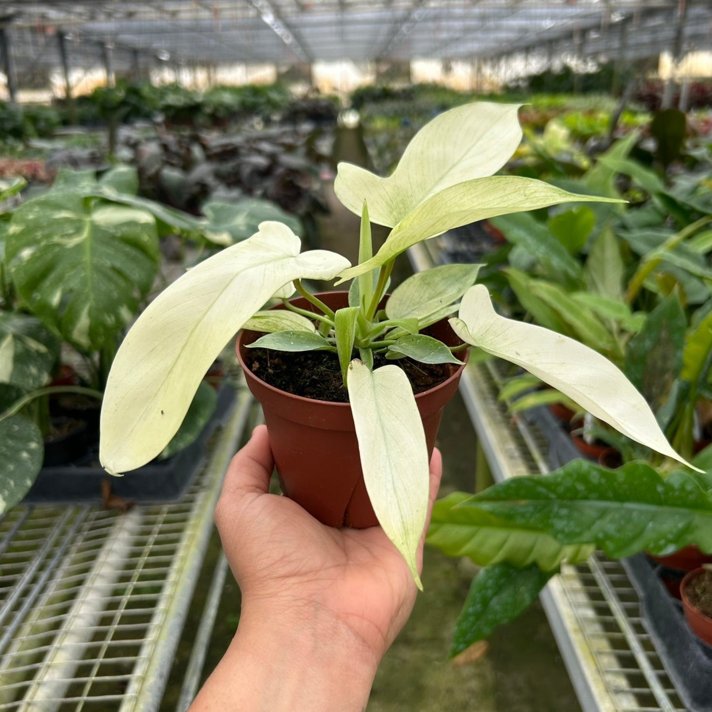 Philodendron 'Florida Ghost'